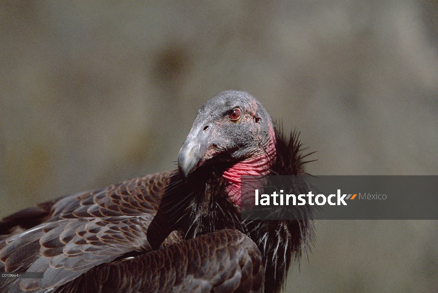 Cóndor de California (Gymnogyps californianus) retrato de aves inmaduras, América del norte