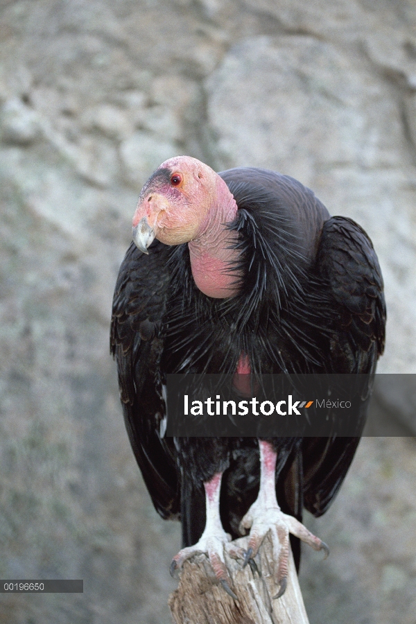 Retrato de Cóndor de California (Gymnogyps californianus), América del norte