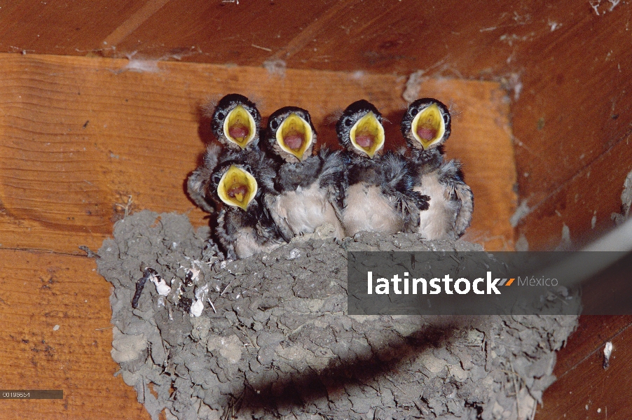 Polluelos de Golondrina (Hirundo rustica) en el nido con la boca abierta esperando comida, Alemania