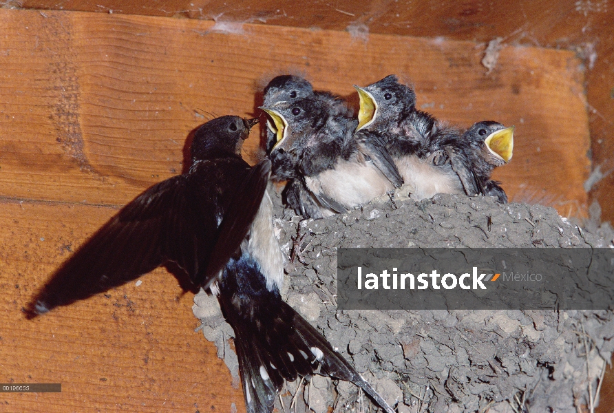 Golondrina (Hirundo rustica) madre alimentando polluelos en el nido, Alemania