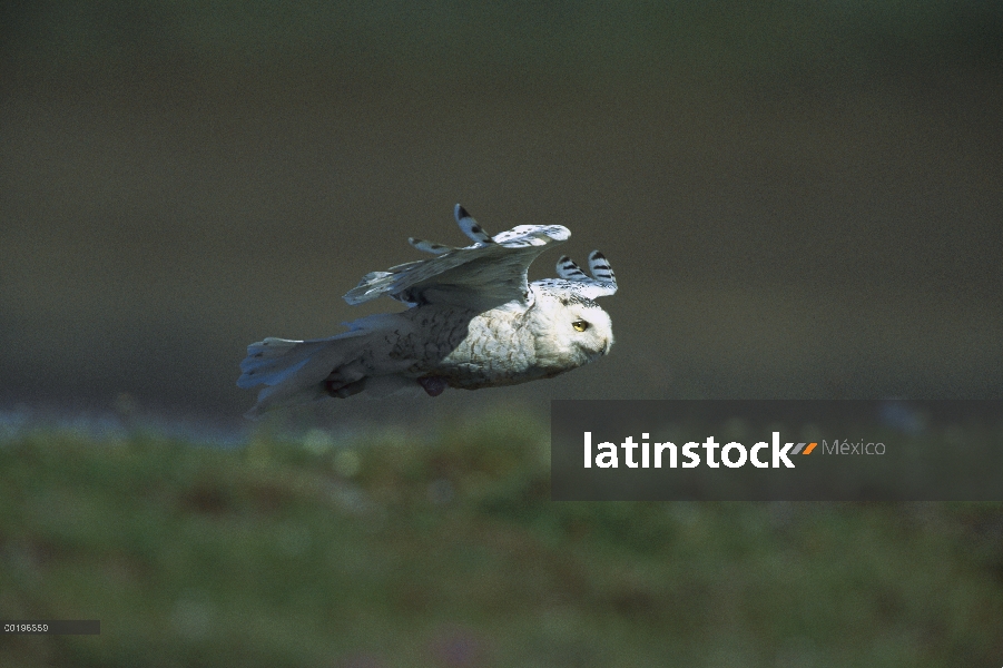 Búho nival (Nyctea scandiaca) volando sobre la tundra, Taymyr, Siberia