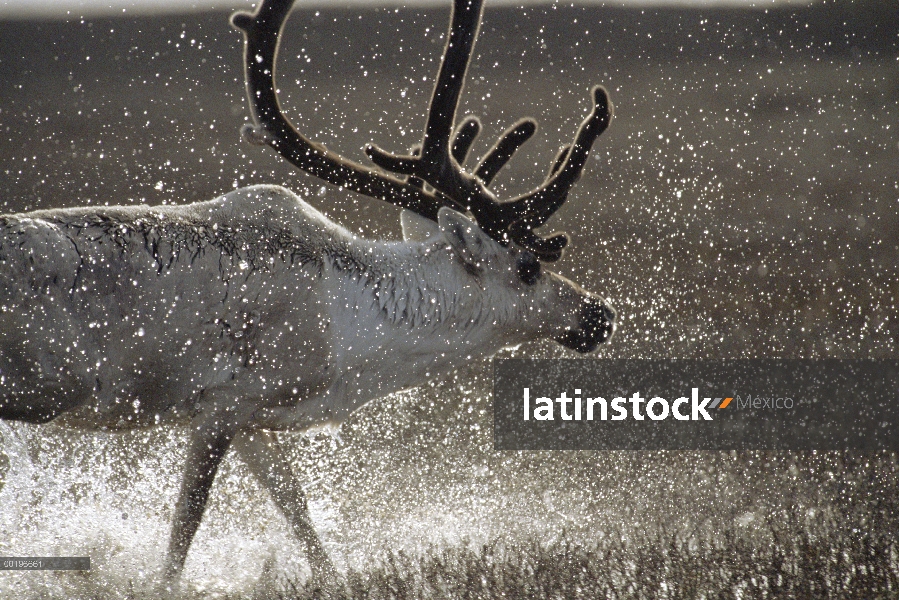 Retrato de caribú (Rangifer tarandus) de hombre, chapoteando en el agua, Taymyr, Siberia