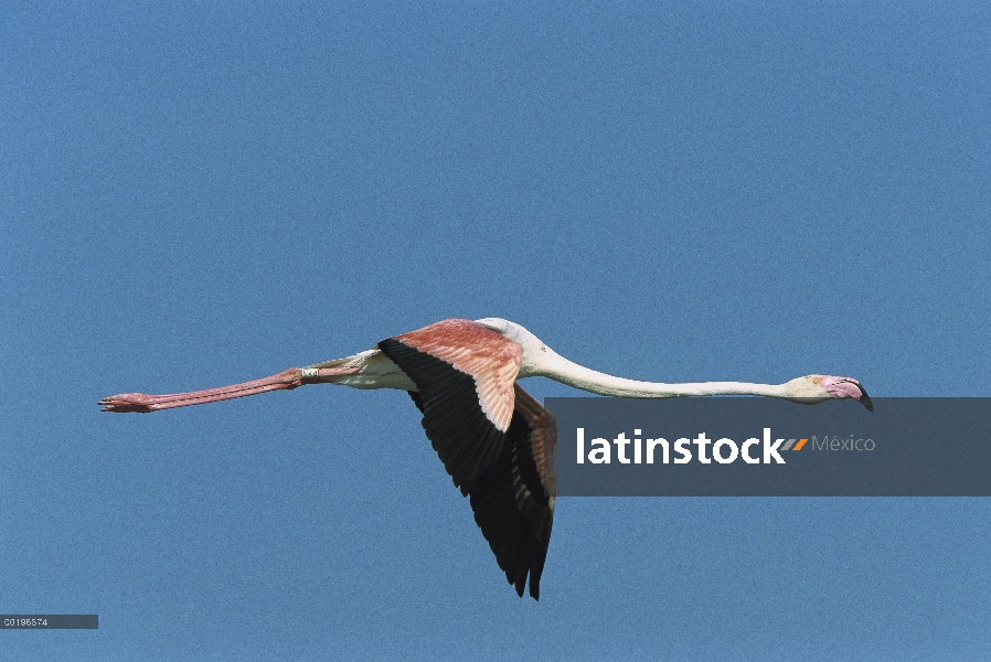 Flamenco (Phoenicopterus ruber) volando, Camargue, Francia