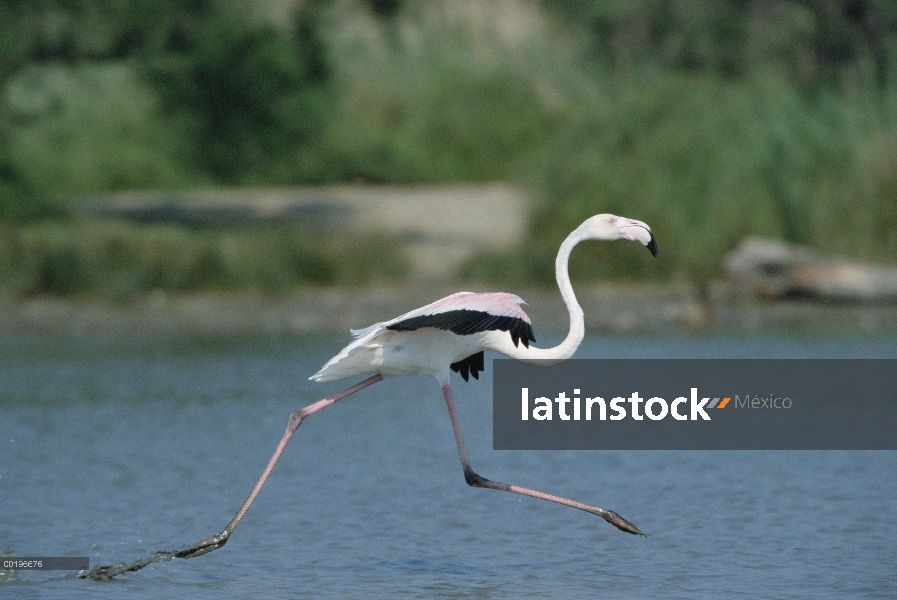 Flamenco (Phoenicopterus ruber) funcionando a través del agua, Camargue, Francia