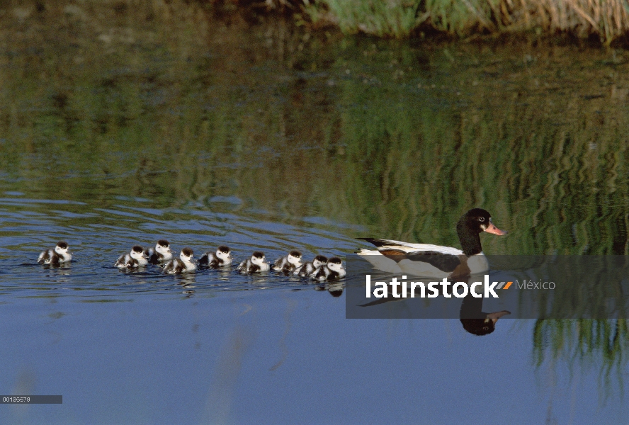 Madre de tarro blanco (Tadorna tadorna) común seguida por nueve patitos, Francia