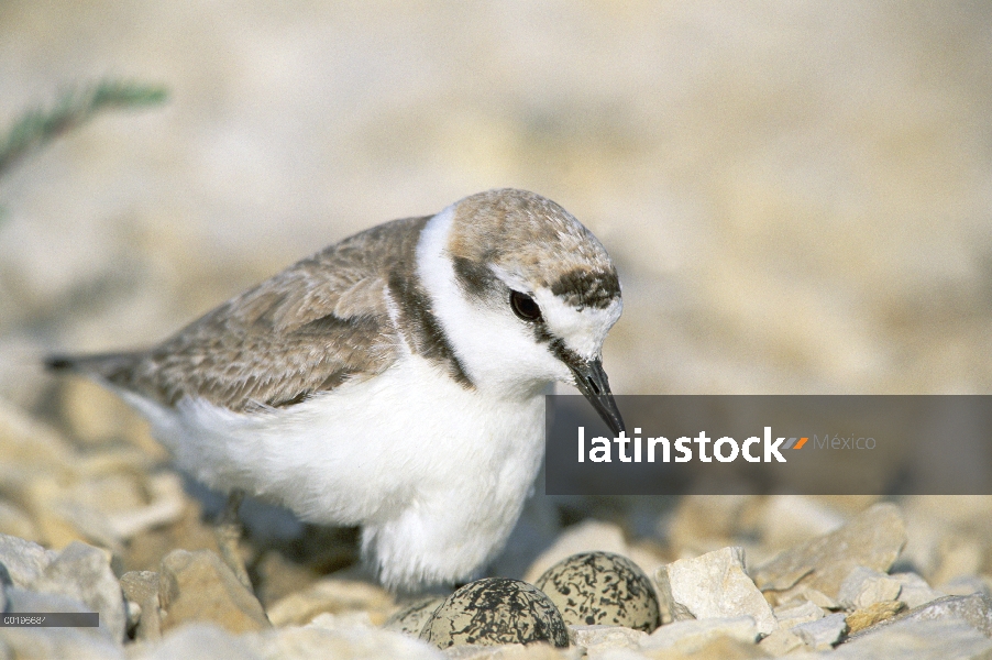 Chorlitejo patinegro (Charadrius alexandrinus) macho incubando huevos en suelo nido, Europa