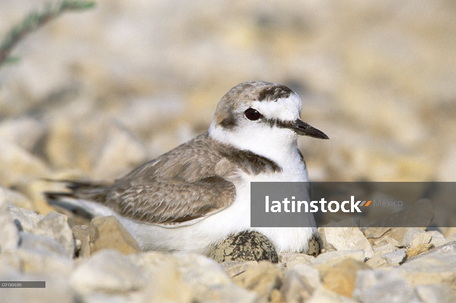 Macho de chorlitejo patinegro (Charadrius alexandrinus) en el nido, Europa