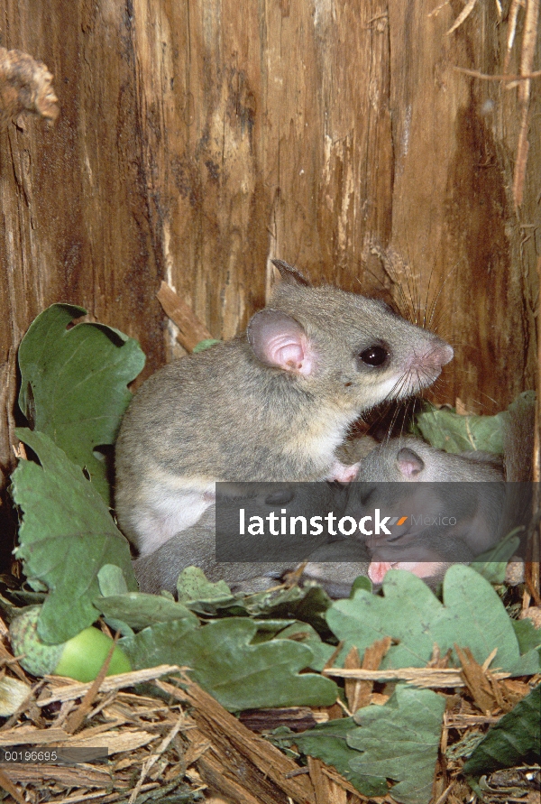 Gorda a joven de enfermería madre de Lirón (Glis glis) en el nido forrado con bellotas y hojas de ro
