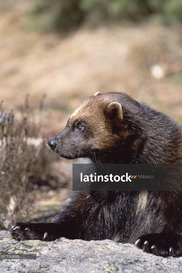 Retrato masculino de glotón (Gulo gulo), amenazado, Suecia