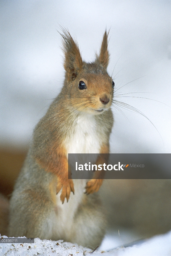 Ardilla roja Eurasiática (Sciurus vulgaris) de pie sobre las patas traseras en la nieve del invierno