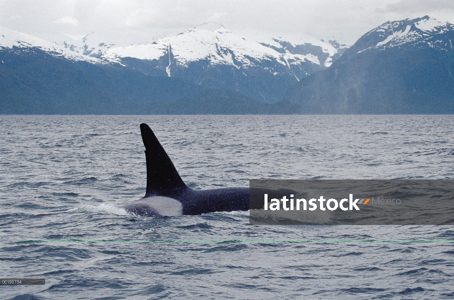 Orca (Orcinus orca) superficie, pasaje interior, Alaska