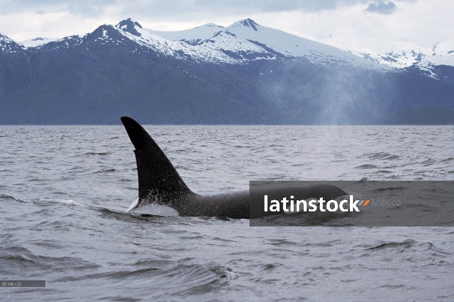 Orca (Orcinus orca) superficie debajo de gama de la montaña, pasaje interior, Alaska