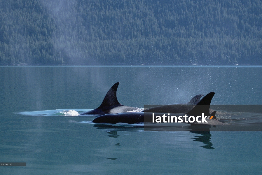 Vaina de Orca (Orcinus orca) superficie, pasaje interior, Alaska