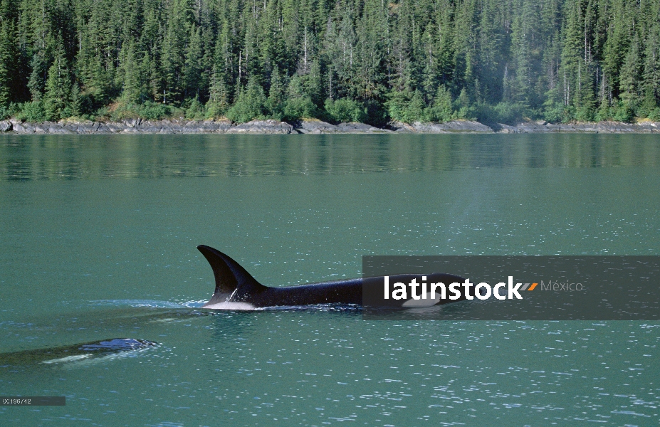 Orca (Orcinus orca) superficie, pasaje interior, Alaska