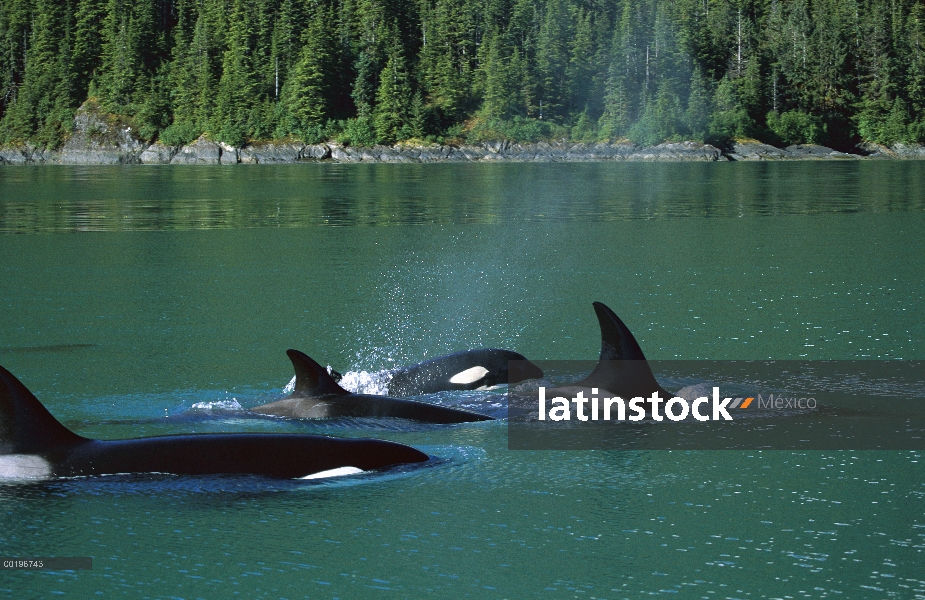 Vaina de Orca (Orcinus orca) superficie, pasaje interior, Alaska