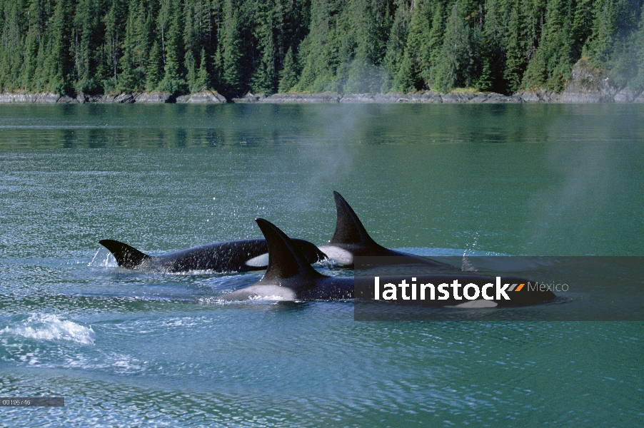 Vaina de Orca (Orcinus orca) superficie, pasaje interior, Alaska