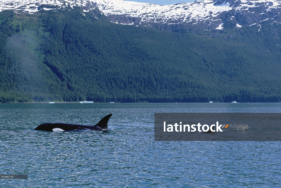 Orca (Orcinus orca) madre y el bebé surfacing, pasaje interior, Alaska