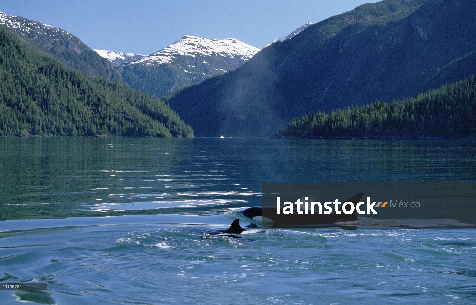 Madre de Orca (Orcinus orca) y el joven emergente, uno sopla, pasaje interior, Alaska