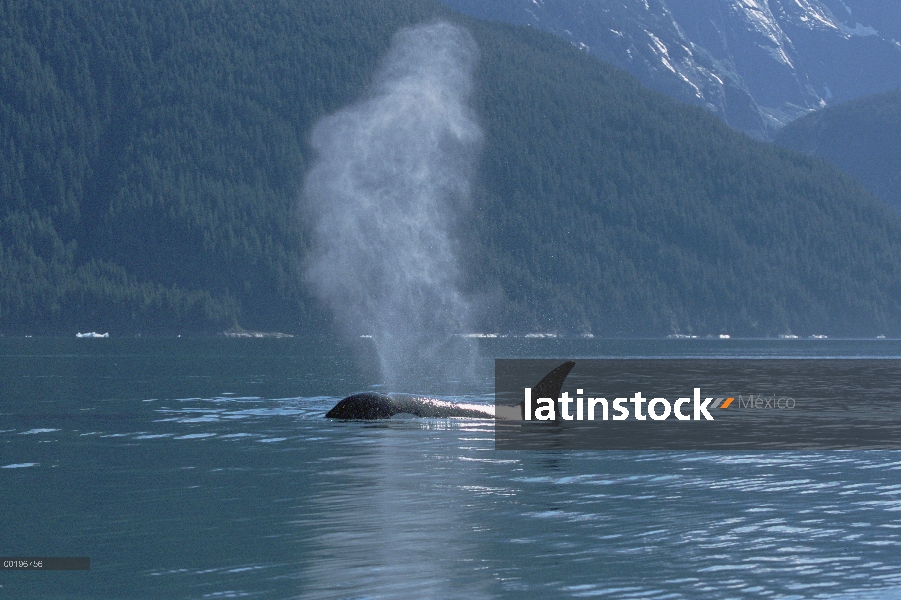 Hembra de Orca (Orcinus orca) superficie y escupiendo al lado de la costa cubierta de coníferas, pas