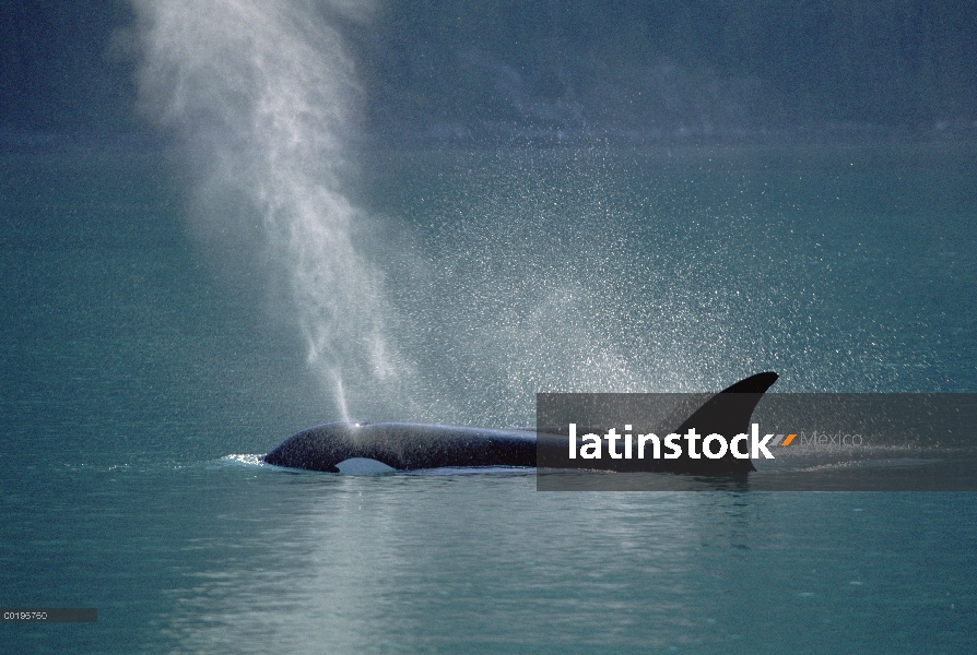 Superficie hembra de Orca (Orcinus orca) y echa en chorro, pasaje interior, Alaska