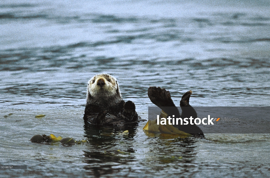 Nutria marina (Enhydra lutris) envuelto en algas, Alaska