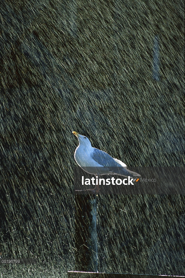 Gaviota de alas de gaviota (Larus glaucescens) encaramado en el poste bajo la lluvia, el Parque Naci