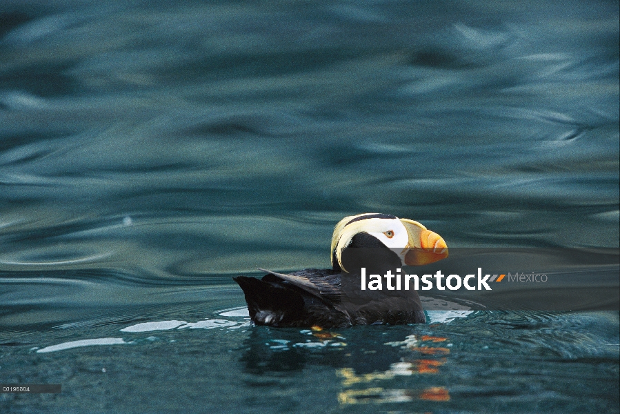 Mono frailecillo (Fratercula cirrhata) natación, Parque Nacional Kenai Fjords, Alaska