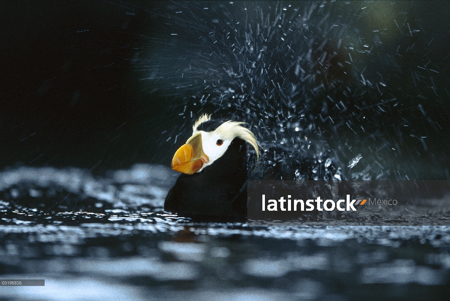 Mono frailecillo (Fratercula cirrhata) bañarse, Parque Nacional Kenai Fjords, Alaska