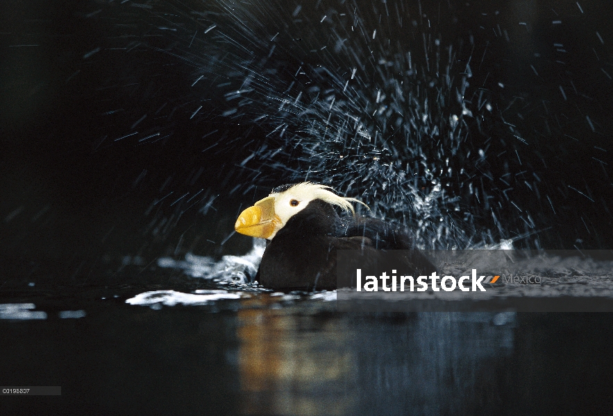 Mono frailecillo (Fratercula cirrhata) bañarse, Parque Nacional Kenai Fjords, Alaska