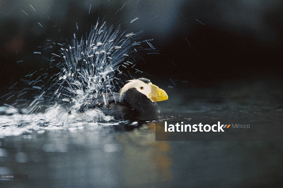 Mono frailecillo (Fratercula cirrhata) bañarse, Parque Nacional Kenai Fjords, Alaska