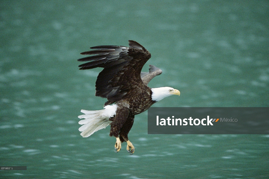 Águila calva (Haliaeetus leucocephalus) volando sobre el agua, Homer, Alaska