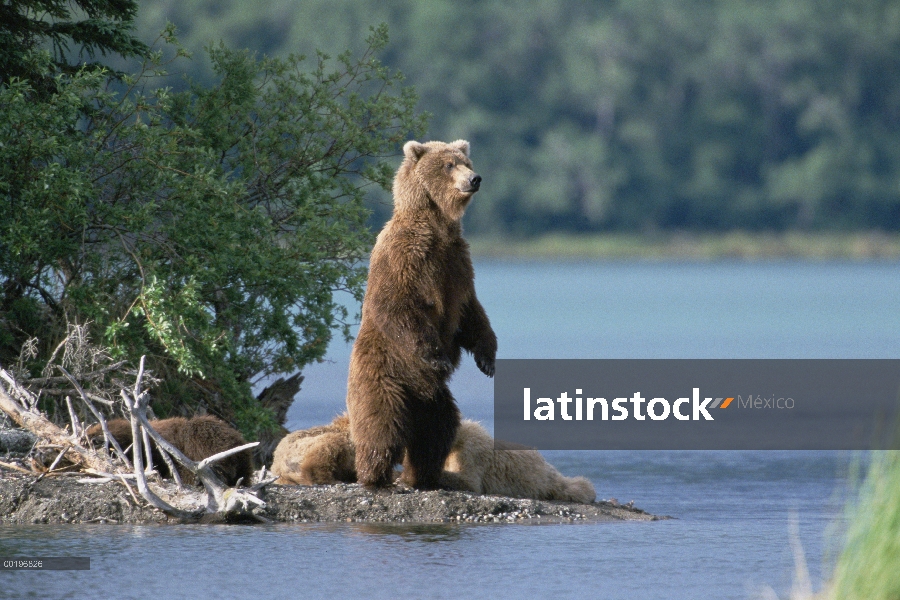 Oso Grizzly (Ursus arctos horribilis) madre con cachorros detrás de ella, Parque Nacional de Katmai,