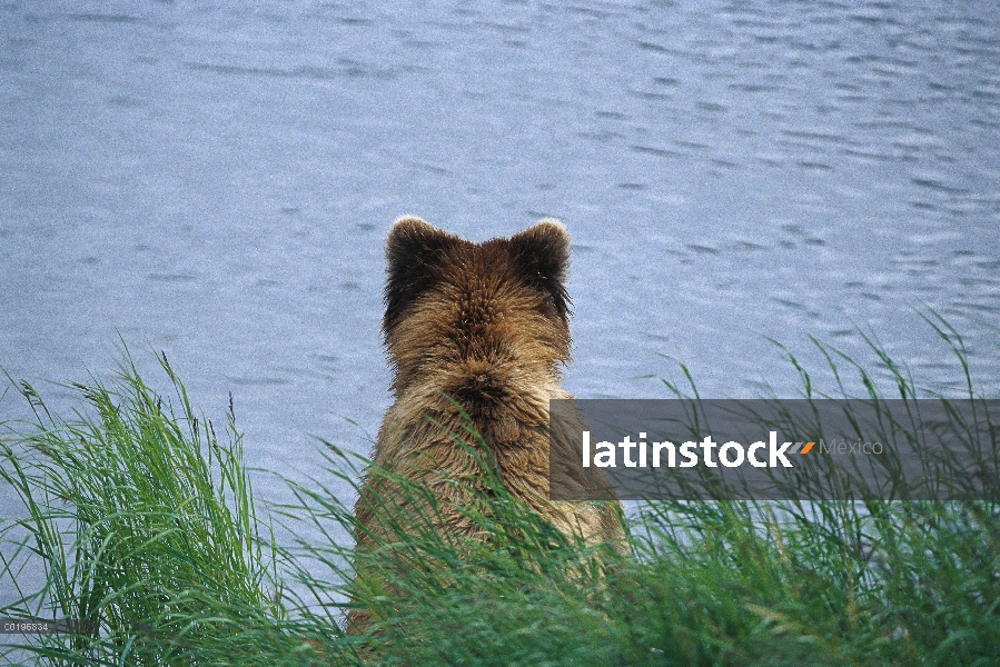 Oso Grizzly (Ursus arctos horribilis) en pastos cerca arroyos de río, Parque Nacional de Katmai, Ala