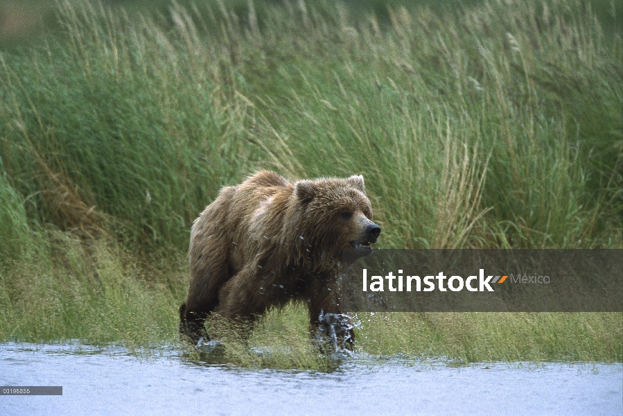 Oso Grizzly (Ursus arctos horribilis) caminando a lo largo de los arroyos de río, Parque Nacional de