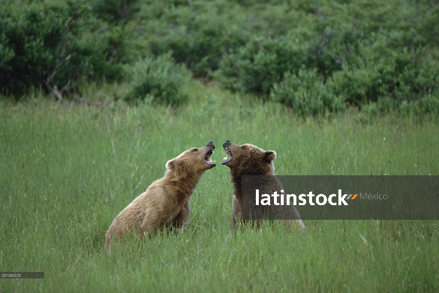 Oso Grizzly (Ursus arctos horribilis) dos osos juego-luchando, Parque Nacional de Katmai, Alaska