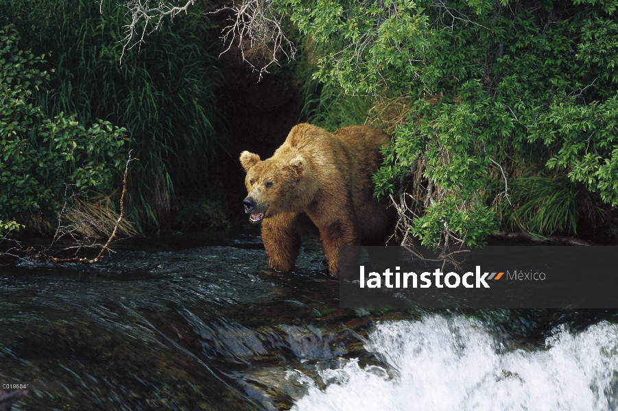 Oso Grizzly (Ursus arctos horribilis) pesca, Brooks River Falls, Parque Nacional de Katmai, Alaska