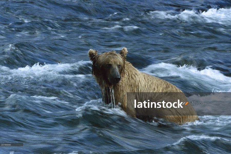 Oso Grizzly (Ursus arctos horribilis), pesca en el río de Brooks, Parque Nacional de Katmai, Alaska