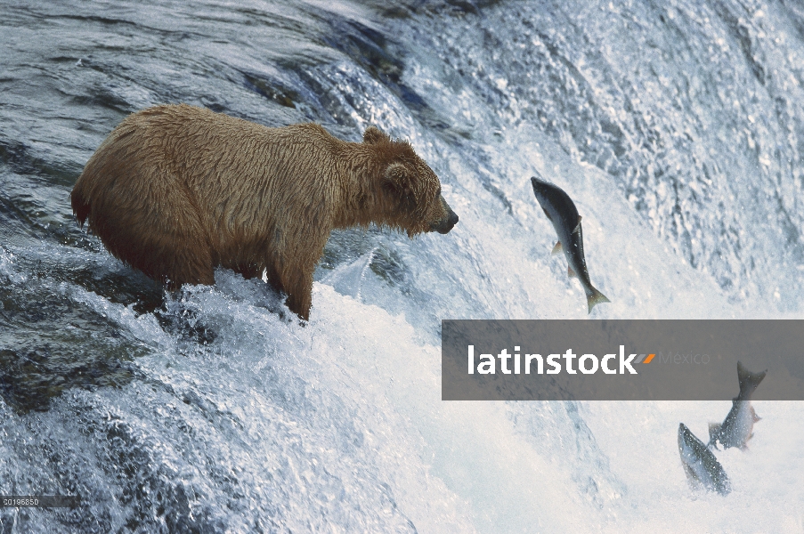 Oso Grizzly (Ursus arctos horribilis) captura de salmón en arroyos del río, Parque Nacional de Katma