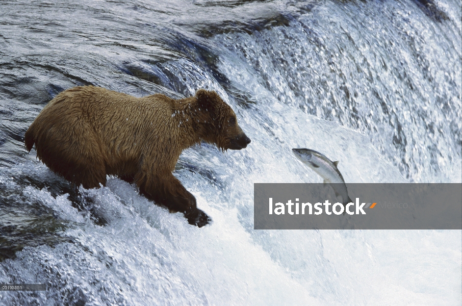 Oso Grizzly (Ursus arctos horribilis) captura de salmón en arroyos del río, Parque Nacional de Katma