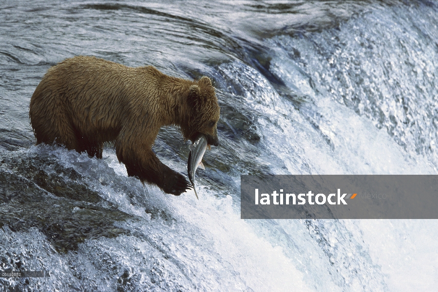 Oso Grizzly (Ursus arctos horribilis) captura de salmón en arroyos del río, Parque Nacional de Katma