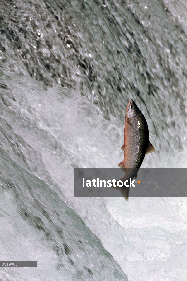 Salmón rojo (Oncorhynchus nerka) saltando encima Brooks River Falls durante la temporada, el Parque 