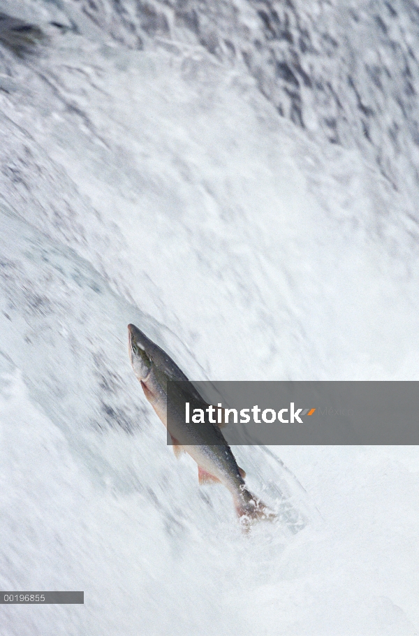 Salmón rojo (Oncorhynchus nerka) saltando encima Brooks River Falls durante la temporada, el Parque 