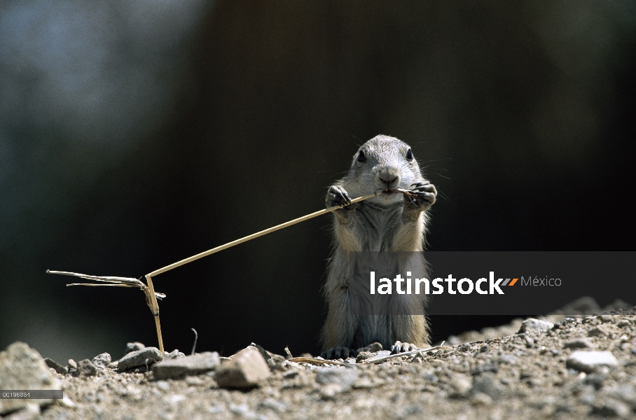 Cola negra de perro de la pradera (ludovicianus de Cynomys) joven con hierba en la boca, Arizona