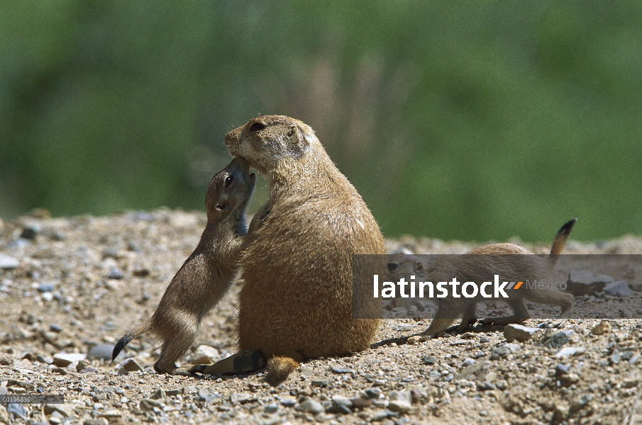 Cola negra bebé de perro de la pradera (ludovicianus de Cynomys) identificación de su padre, Arizona