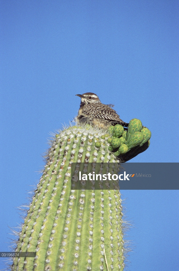 Cactus Wren (Campylorhynchus brunneicapillus) anidan en sahuaro (Carnegiea gigantea), Arizona