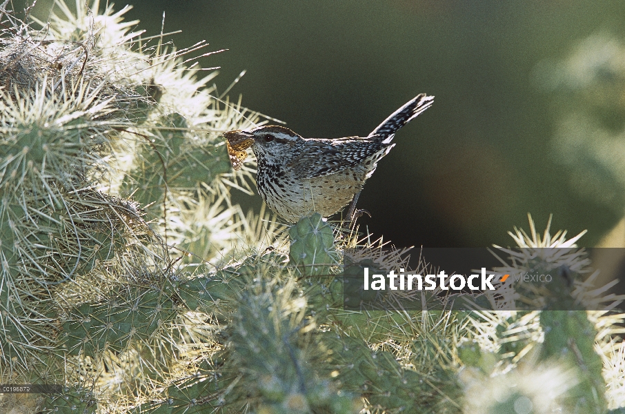 Cactus Wren (Campylorhynchus brunneicapillus) nido en cactus de Cholla (Opuntia sp) con una mariposa