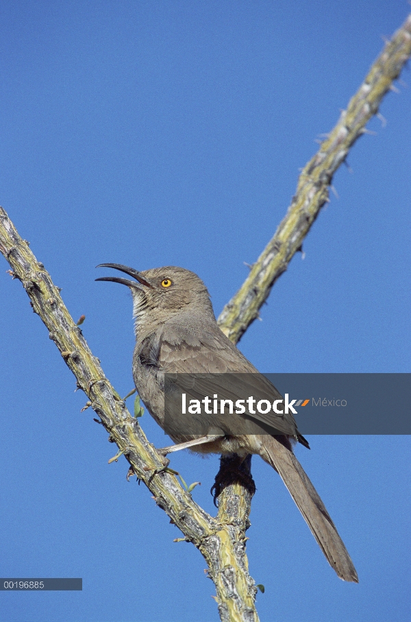 Curve-billed Thrasher (Toxostoma curvirostre) cantando desde, Arizona