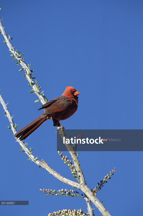 Macho de cardenal (Cardinalis cardinalis) norte percha Cactus de Ocotillo, Arizona