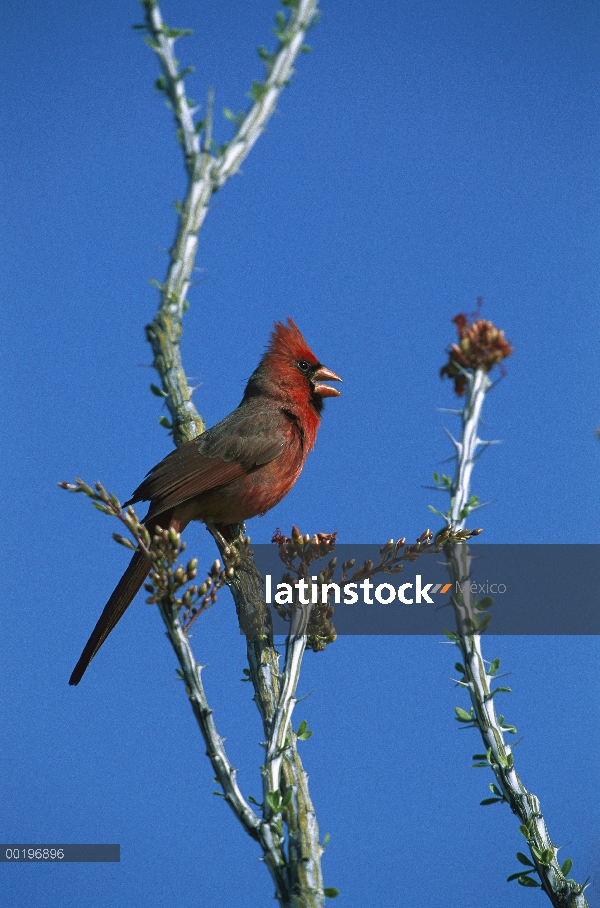 Norte cardenal (Cardinalis cardinalis) masculina el cantar desde, Arizona