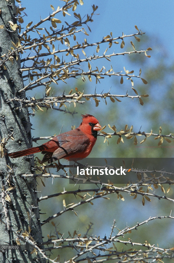 Cardenal norteño (Cardinalis cardinalis) macho posado en cactus, Arizona